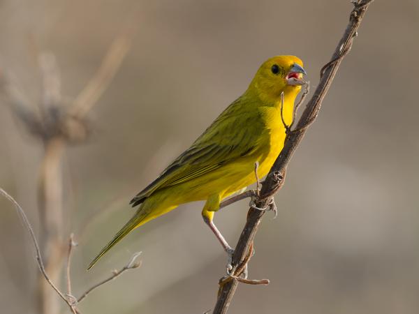 Gewone saffraangors (Sicalis flaveola)